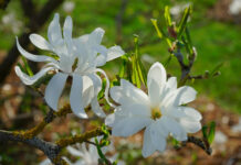 Magnolia izarduna