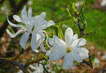 Magnolia estrellada