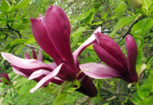 Tulipa magnolia