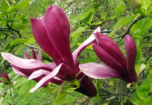 Magnolia tulipán