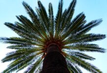 Palma canaria