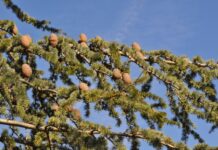 Cedro del Atlas