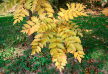 Árbol de los farolillos (Jabonero de la China)