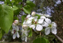 Peral de flor