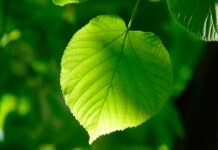 Tilo de hoja pequeña
