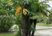Palmera Excelsa