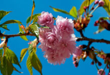 Cerezo japonés