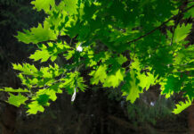 Roble americano