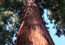 Secuoya gigante